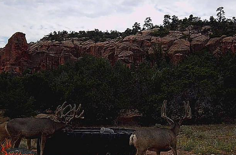 bucks with bluff in background