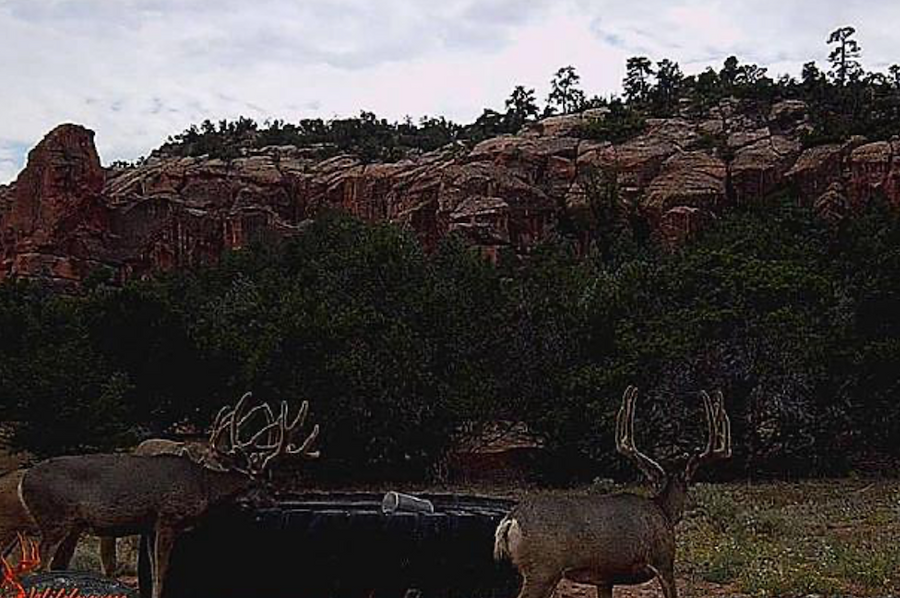 bucks with bluff in background