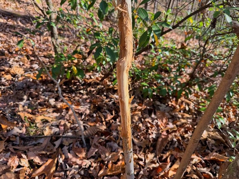 012 fresh buck rub-2