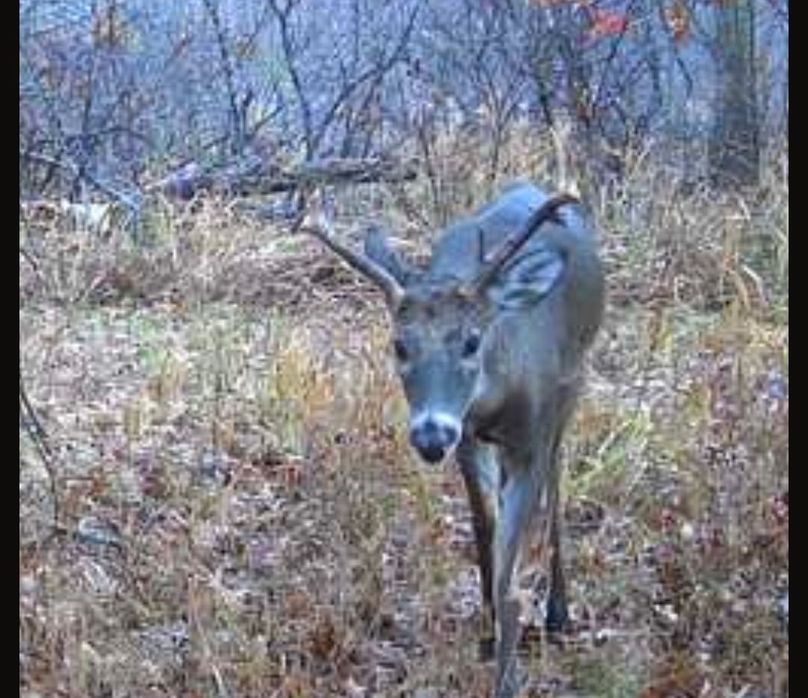 Screenshot_20251120_145123_SPYPOINT