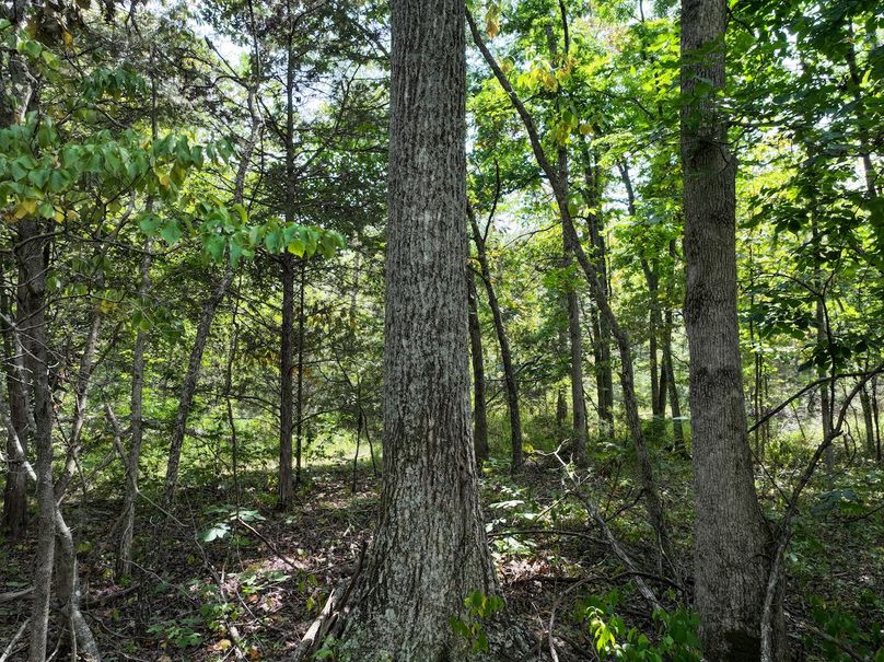 DJI_20250904124821_0593_D