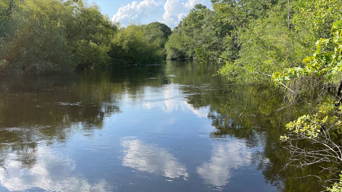 Timbered Parcel On The Satilla River Whitetail Properties