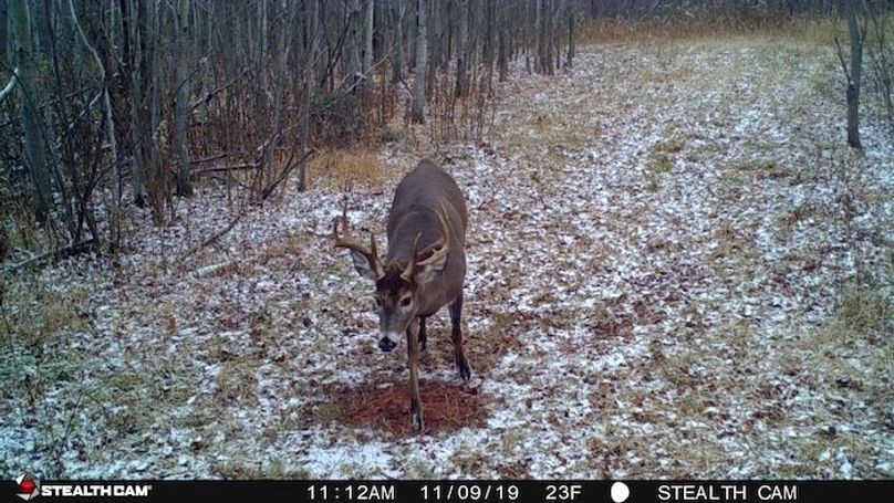 Deer 9
