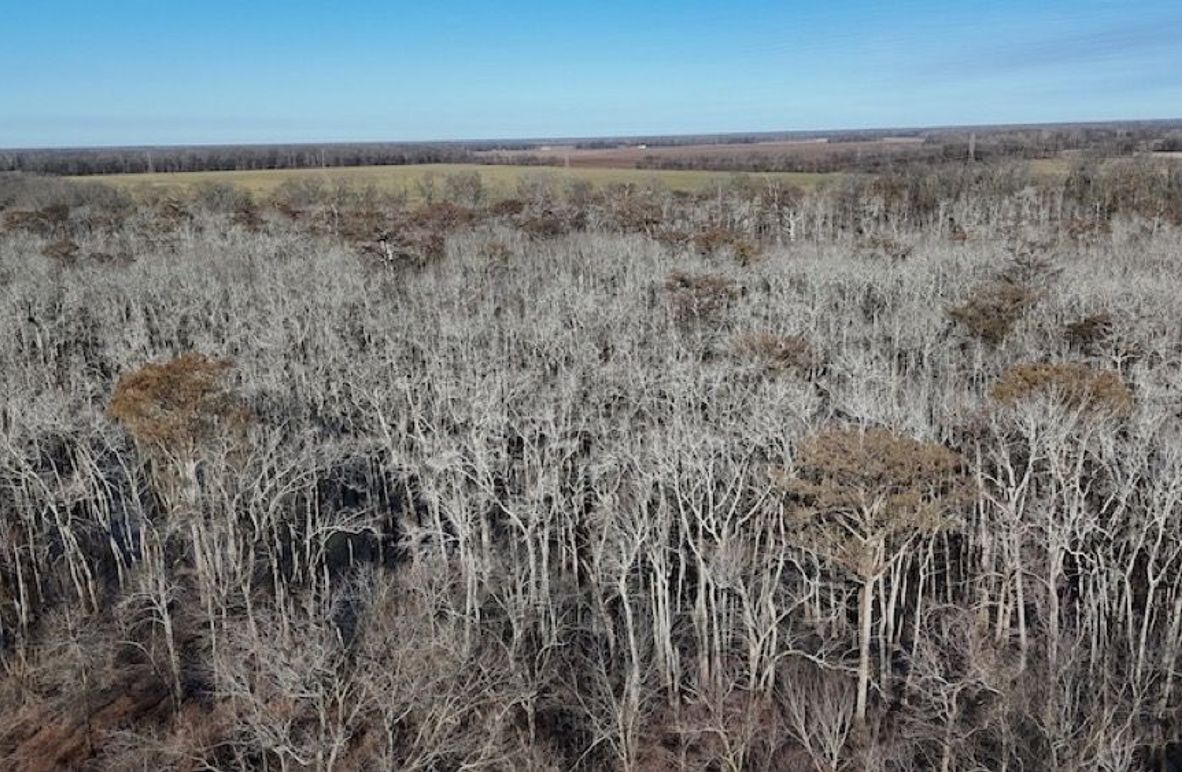 swamp20260501_0198