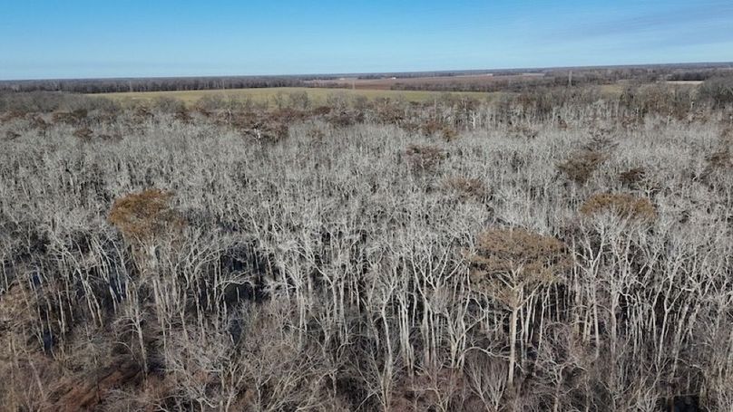 swamp20260501_0198
