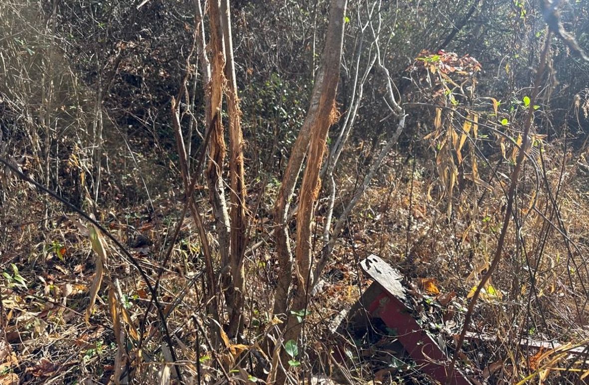 005 Majorly Sought After Whitetail Cluster Rubs 