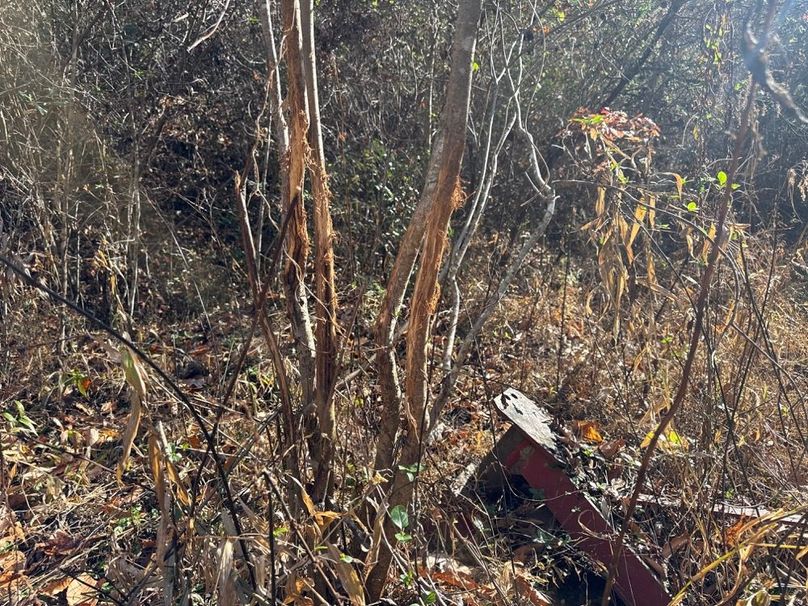 005 Majorly Sought After Whitetail Cluster Rubs 