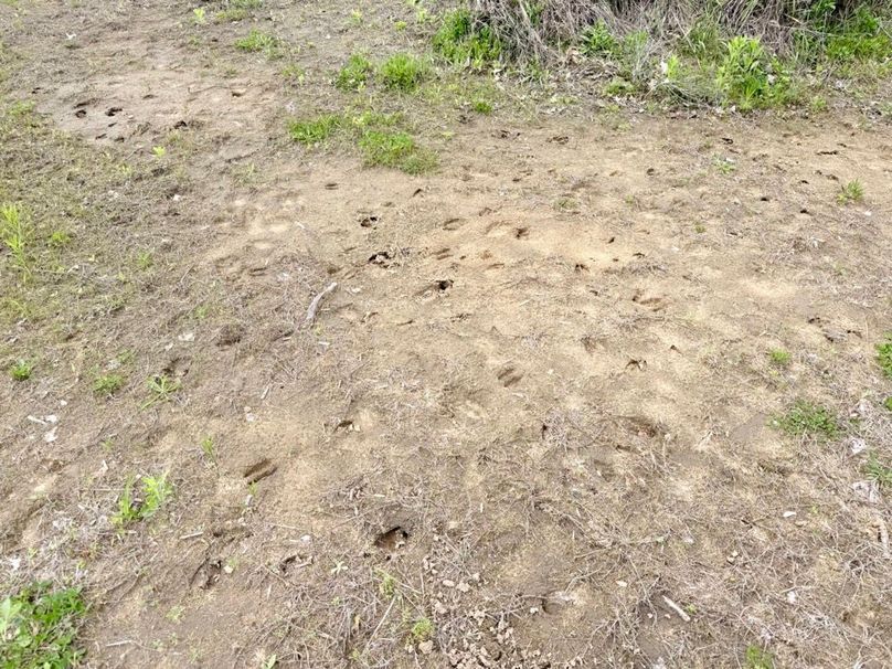 Tracks between foodplots