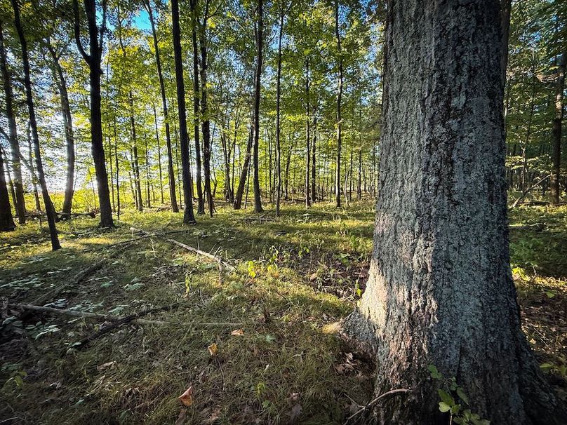 Copy of Wood Tract 1 Photo 9