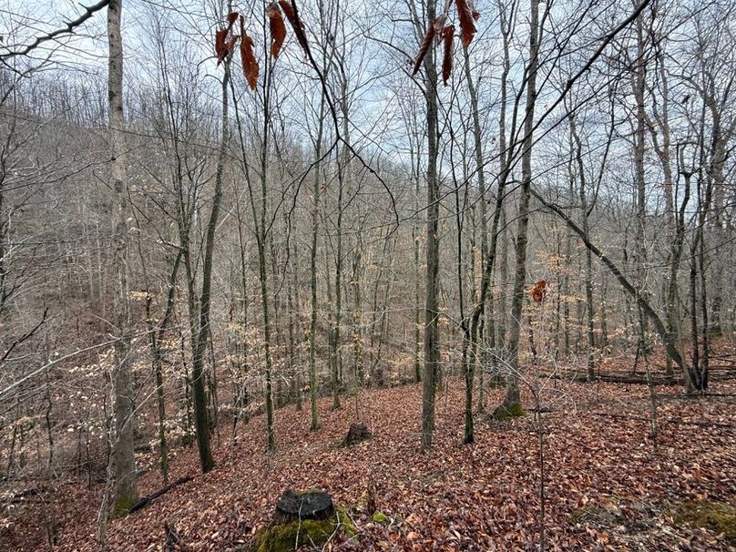 025 forested northeast facing slope