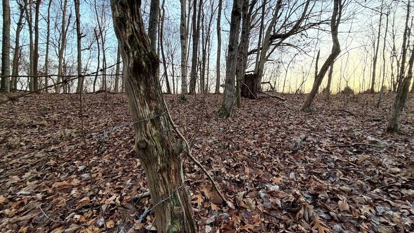 Grayson 48.195 Johnson8