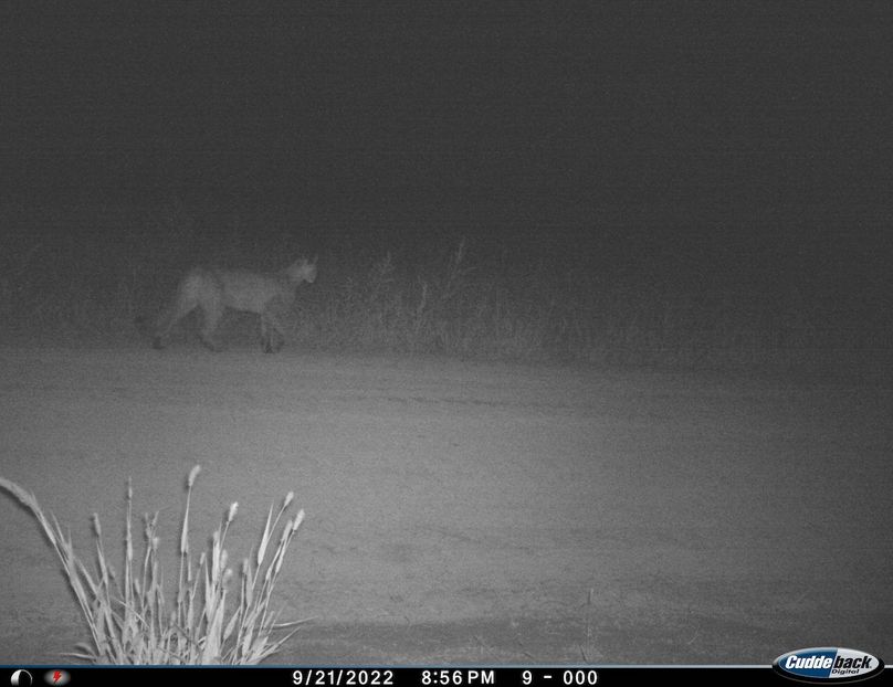 mountain lion huddle kitten 2