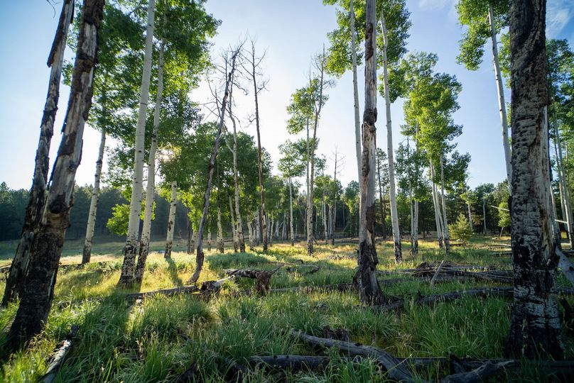 Cibola NM 13,053-05994