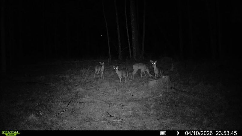 016579000369145-85-4-04102026235345-SYFW01727