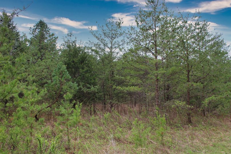 012 nice pine mix interspersed with old field area