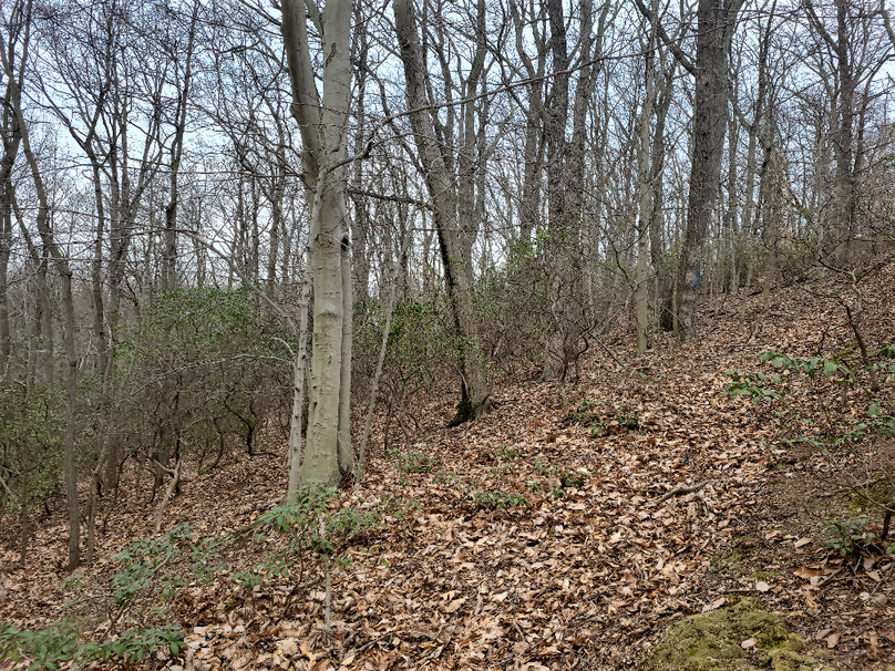 2.87ac_CokesburyRd_CECIL_PIC_017