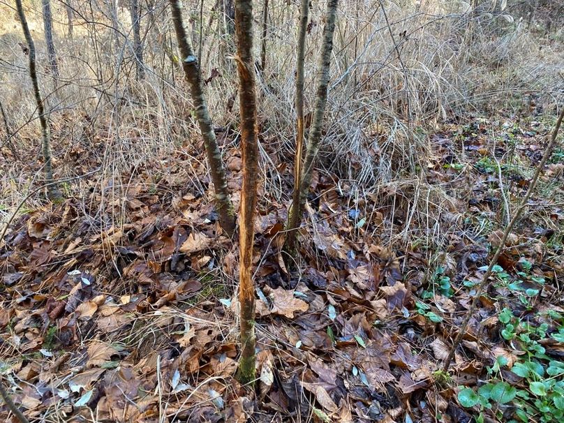 024 quite a bit of deer sign in this valley