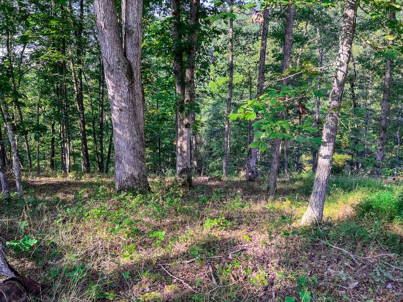 Calhoun, WV 101.8 AC Holly -20