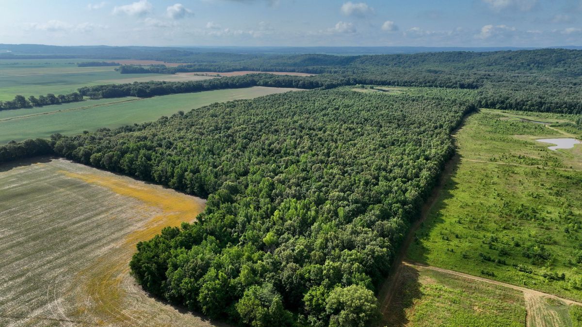 Bottomland Timber Tract For Sale In Southern Illinois Whitetail Properties