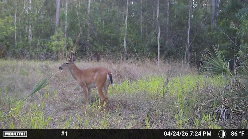 Temp_1250326-20260424232452-100MFCAM_MFDC2079