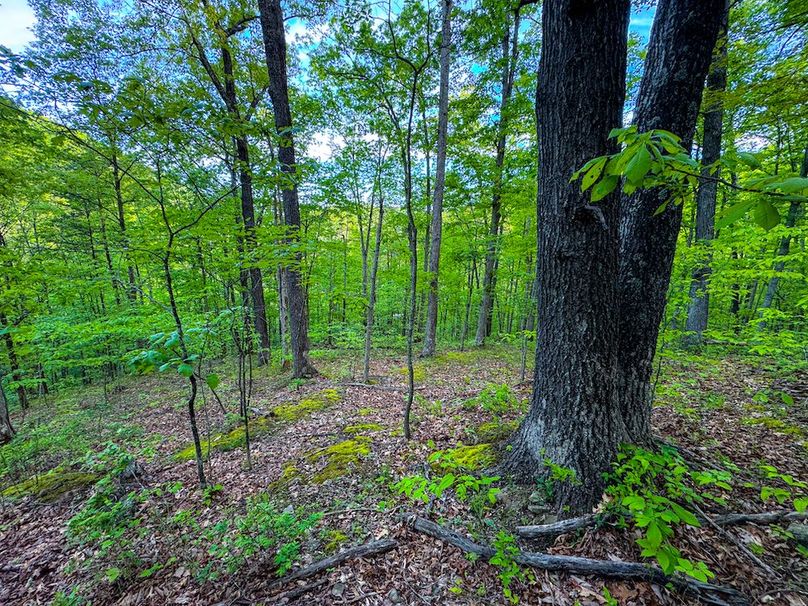 Wirt, WV 145.69 AC 273 Wildflower-37