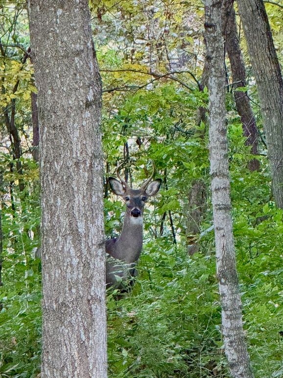 Richland 199Ground - 54