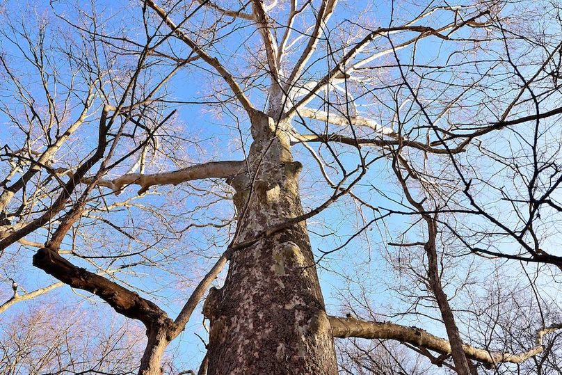 12 Buchanan 252.69 Tract 1jpg