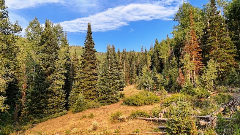 DJI_20250726184509_0243_D