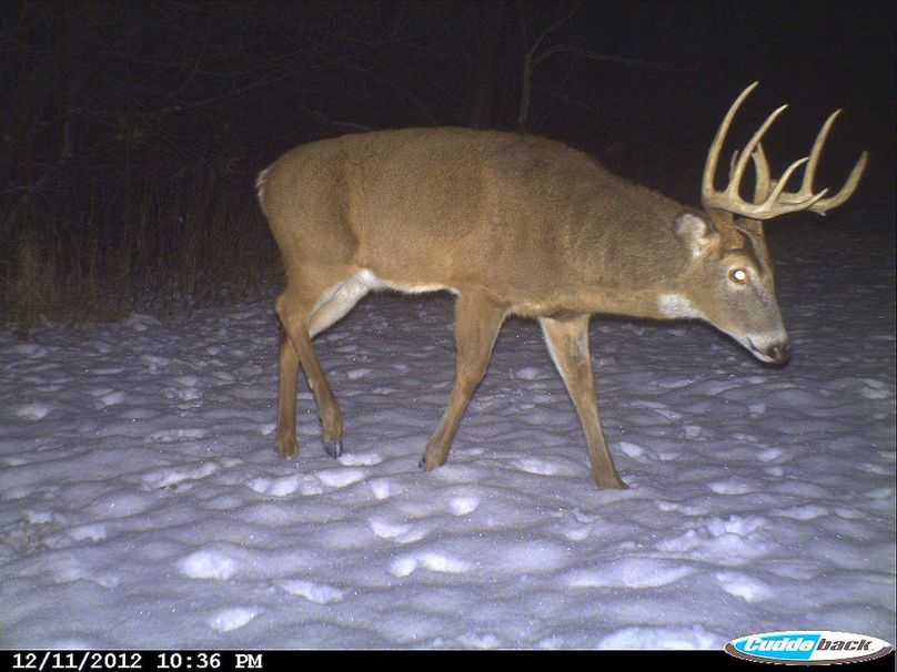 Deer Cam Tracker Pic. 057