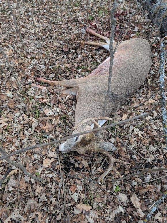 Buck 1