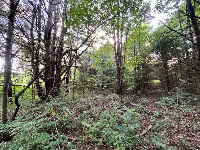 Chemung_78.26+Gutchess_Lumber_Photos_28