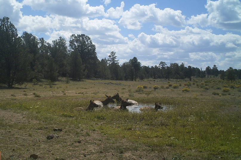 cows laying in water