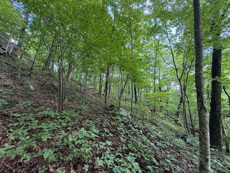014 forested south facing wooded slope