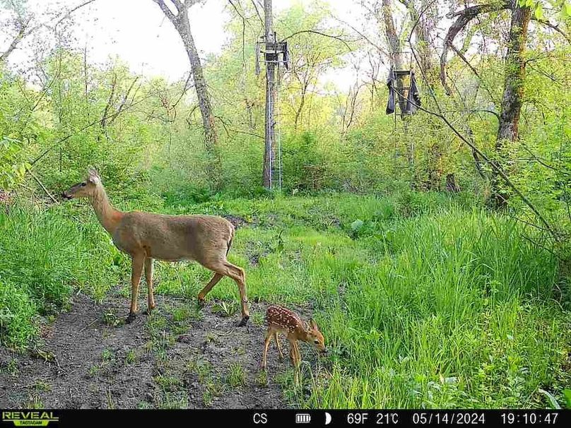 trailcam.Jackson35 - 4
