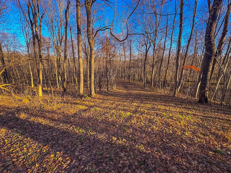 Pleasants_Wood 169.97 AC Cokeley-46