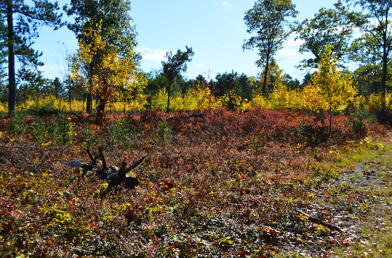 Screenshot 2025-11-14 at 11.12.03 AM