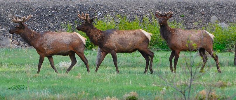 3BullsWalking-May2019