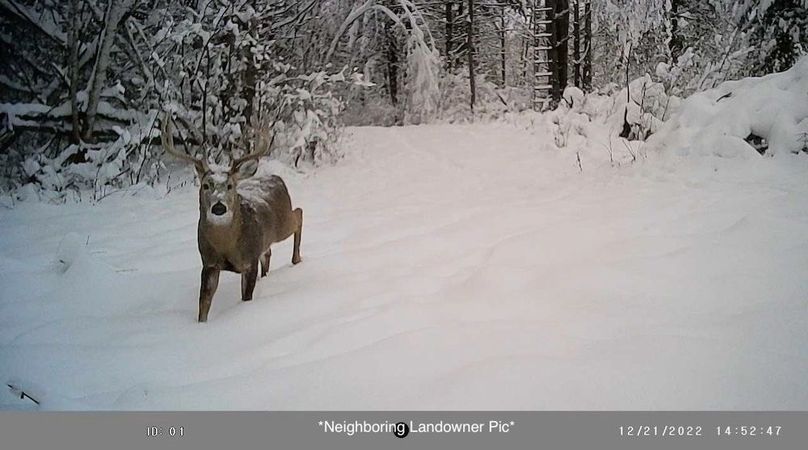 Jackson 178 Trailcam - 12 of 17