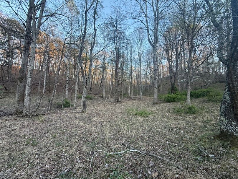 008 some of the forested area in the east part of the property