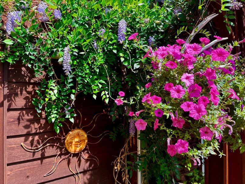 Wisteria and Petunias with Antler Sheds