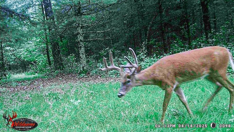 Adams 263.17, Hale -80