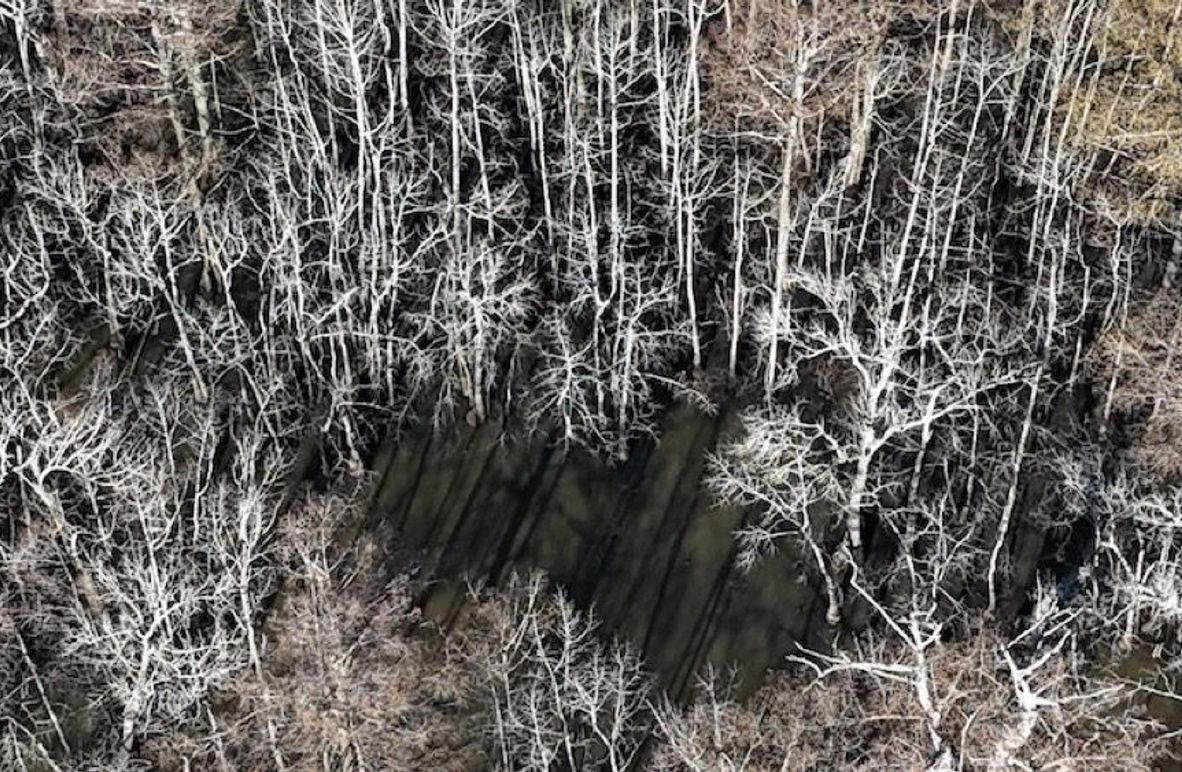 swamp20260501_0196