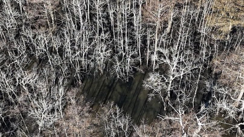 swamp20260501_0196