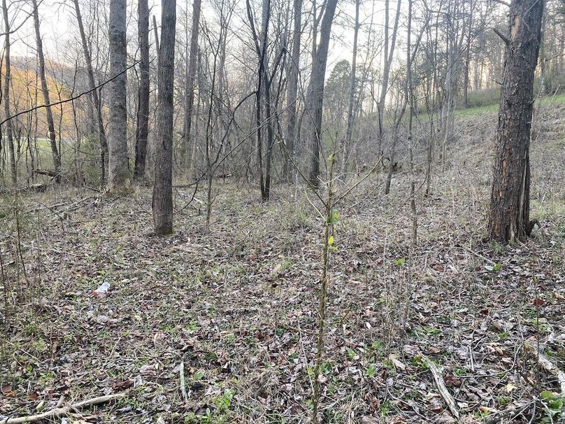 007 wooded area would be perfect for lots near KY 92