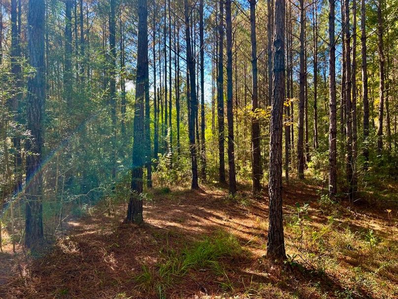 EACEBDCD-027D-4CEE-9FF6-4C9898CA3478_1_201_a