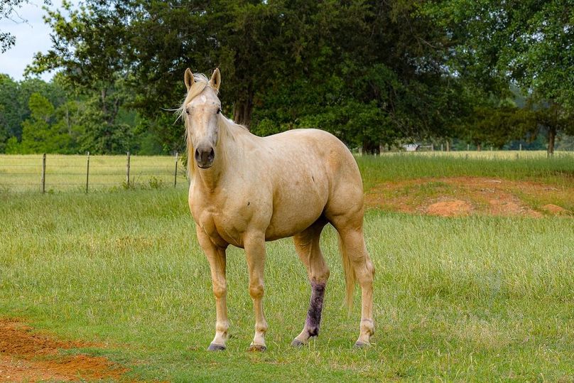Holman Ranch-36
