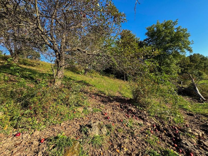 Monroe 5.31-27 Large