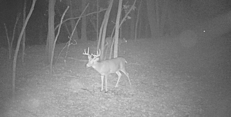 Trail Cam 7