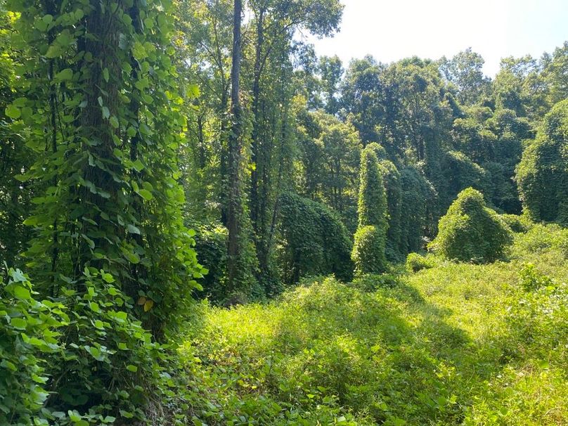 009 small forest opening in the north central part of the property copy