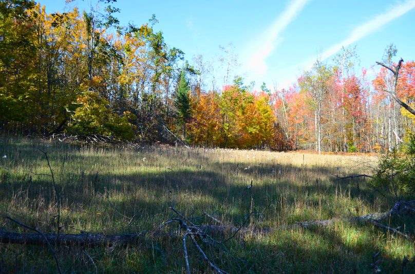 Screenshot 2025-11-11 at 12.17.47 PM